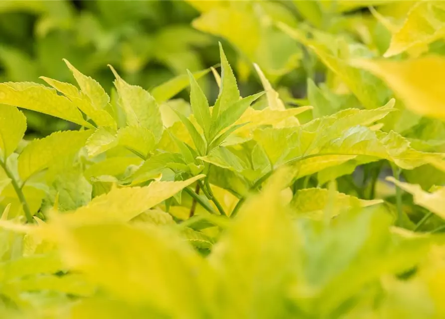 Sambucus canadensis 'Aurea'