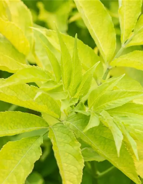 Sambucus canadensis 'Aurea'