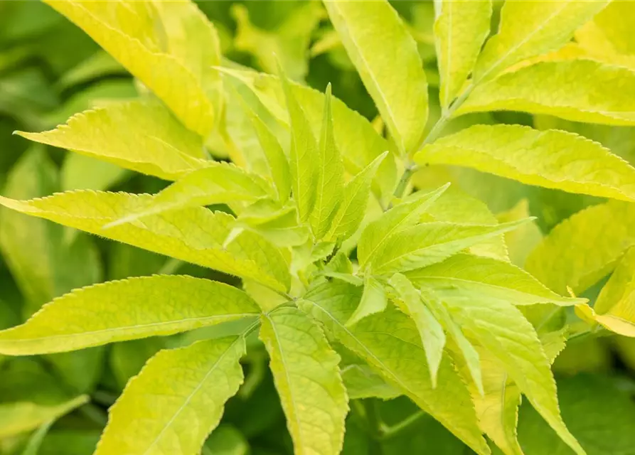 Sambucus canadensis 'Aurea'