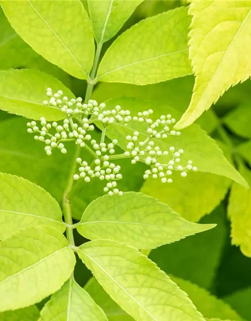 Sambucus canadensis 'Aurea'