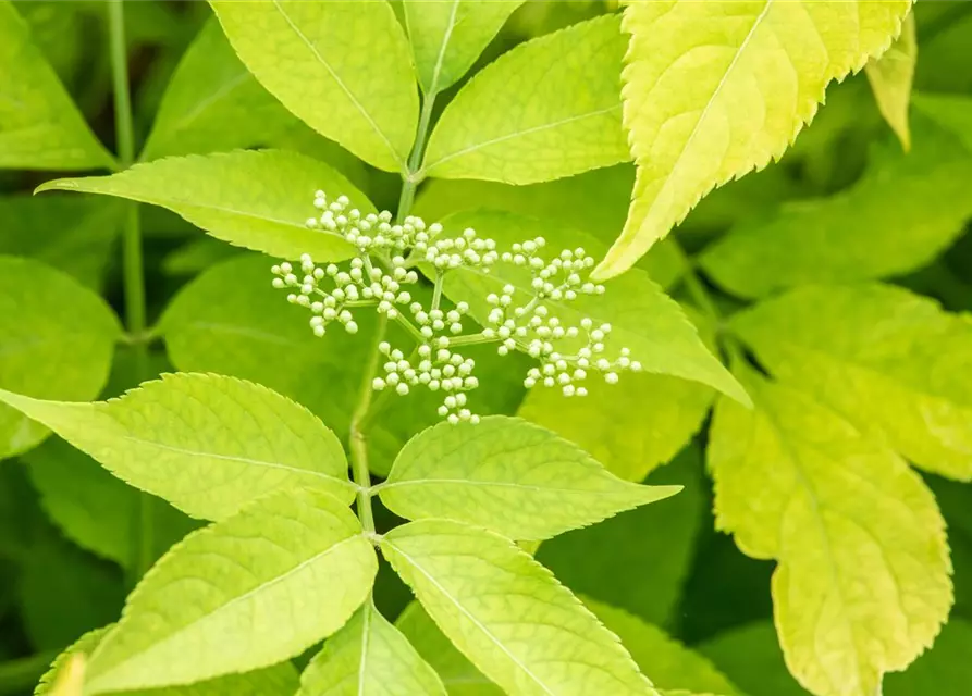 Sambucus canadensis 'Aurea'