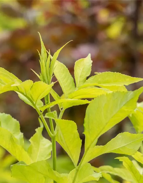 Sambucus canadensis 'Aurea'