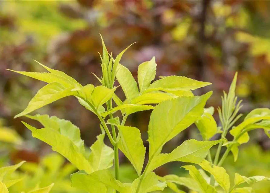 Sambucus canadensis 'Aurea'