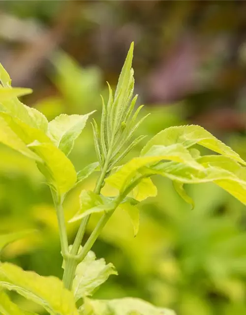 Sambucus canadensis 'Aurea'