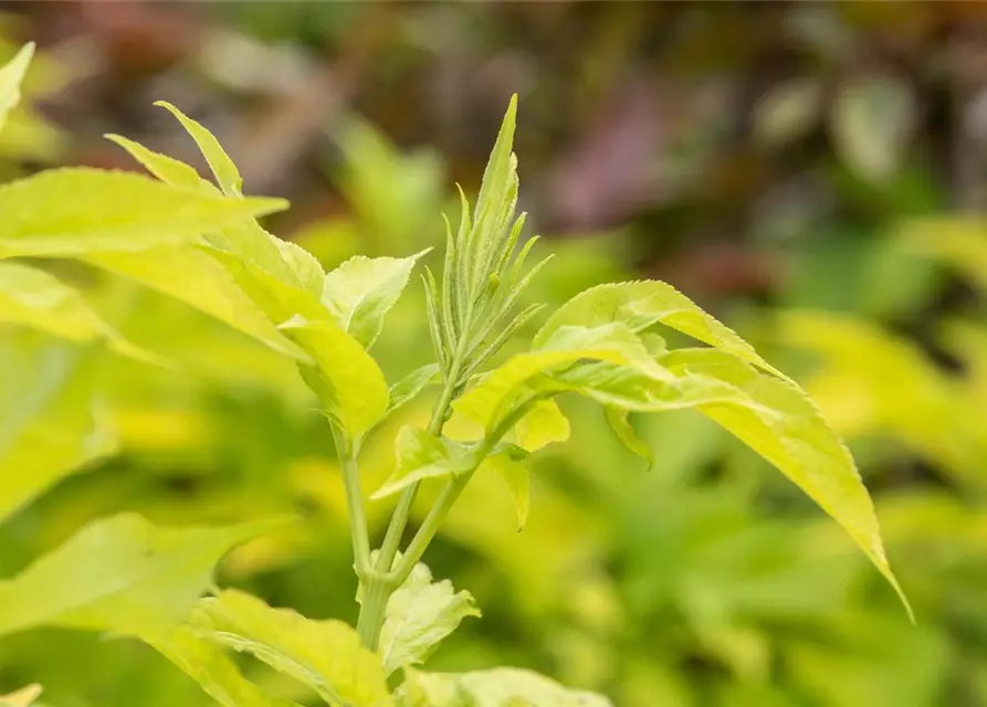 Sambucus canadensis 'Aurea'