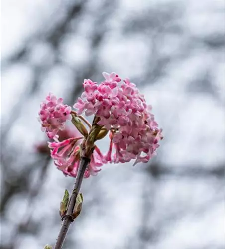 Viburnum x bodnantense