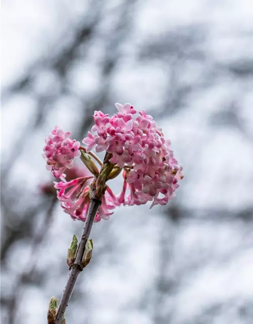 Viburnum x bodnantense