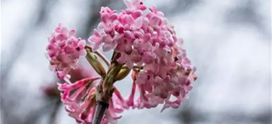 Viburnum x bodnantense