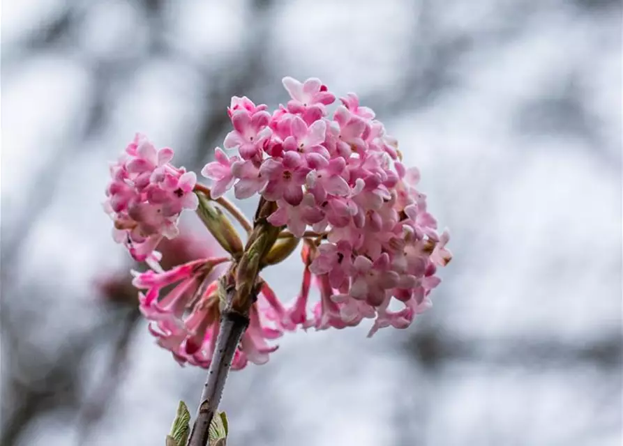 Viburnum x bodnantense