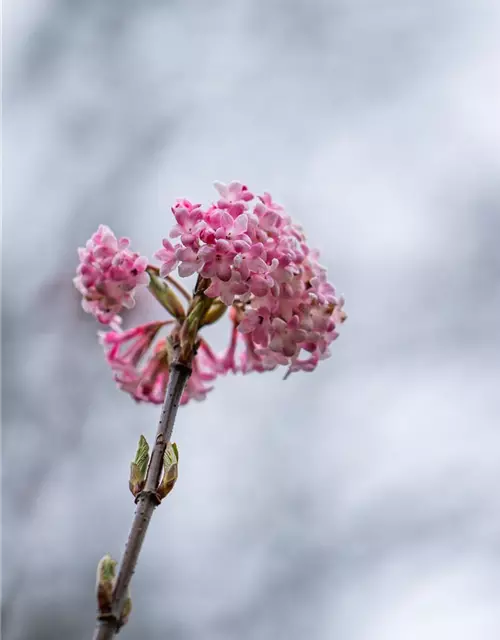 Viburnum x bodnantense