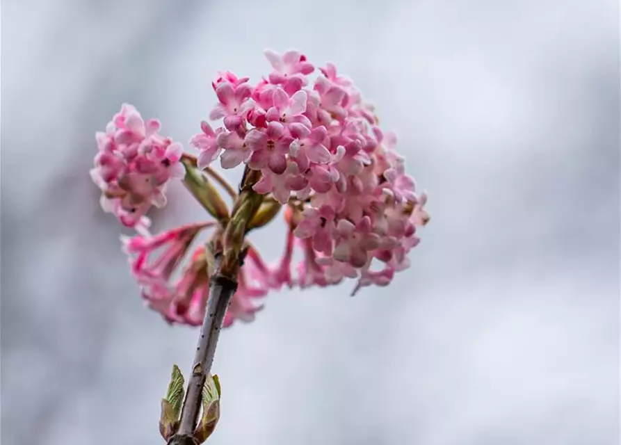 Viburnum x bodnantense