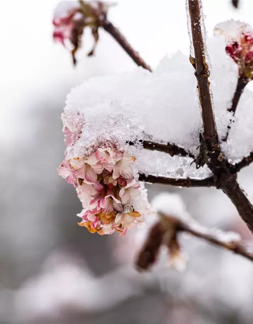 Viburnum x bodnantense