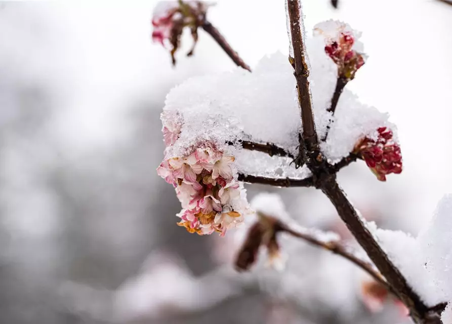 Viburnum x bodnantense