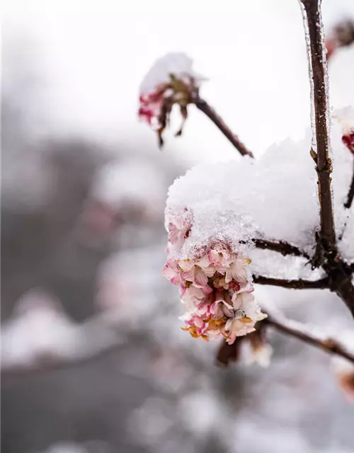 Viburnum x bodnantense