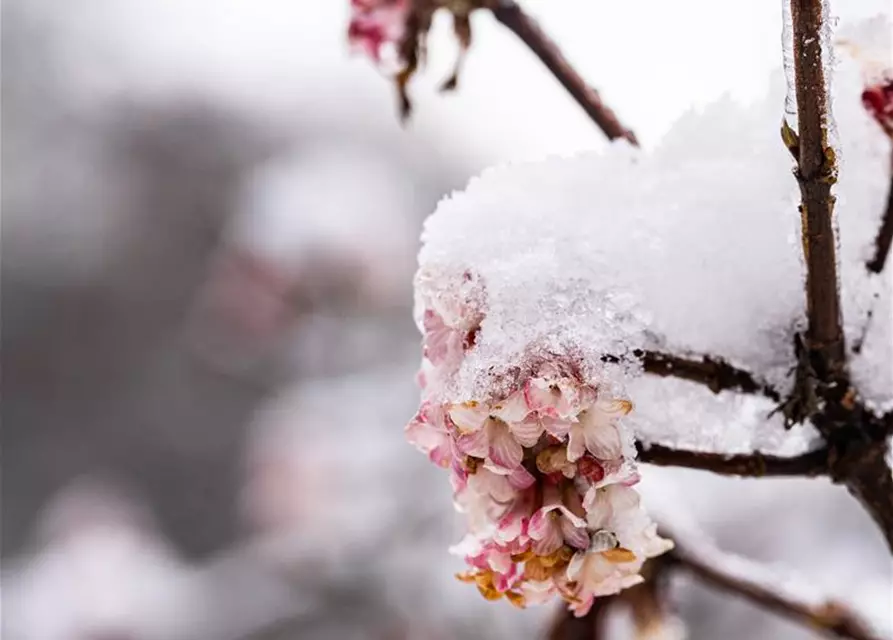 Viburnum x bodnantense