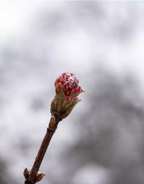 Viburnum x bodnantense