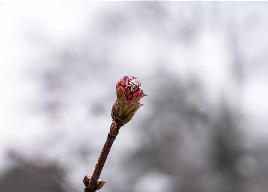 Viburnum x bodnantense