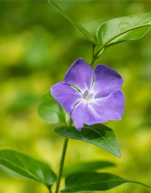 Vinca major