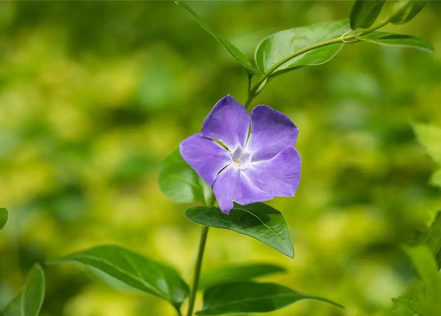 Vinca major