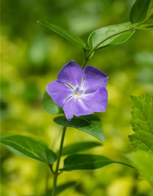 Vinca major