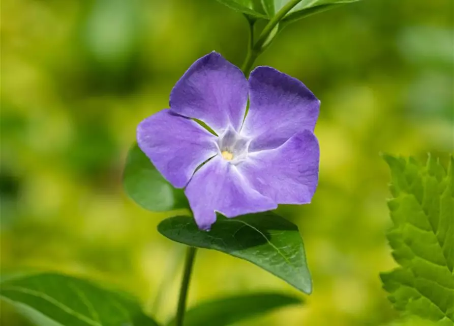 Vinca major