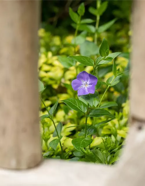 Vinca major