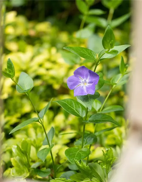 Vinca major