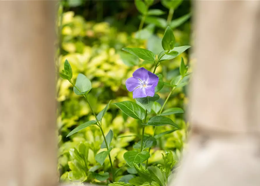 Vinca major