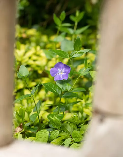 Vinca major