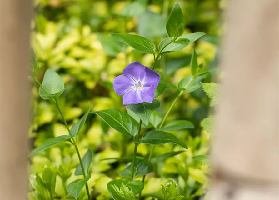 Vinca major