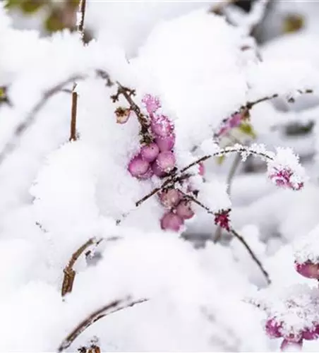 Symphoricarpos x doorenbosii, rosa