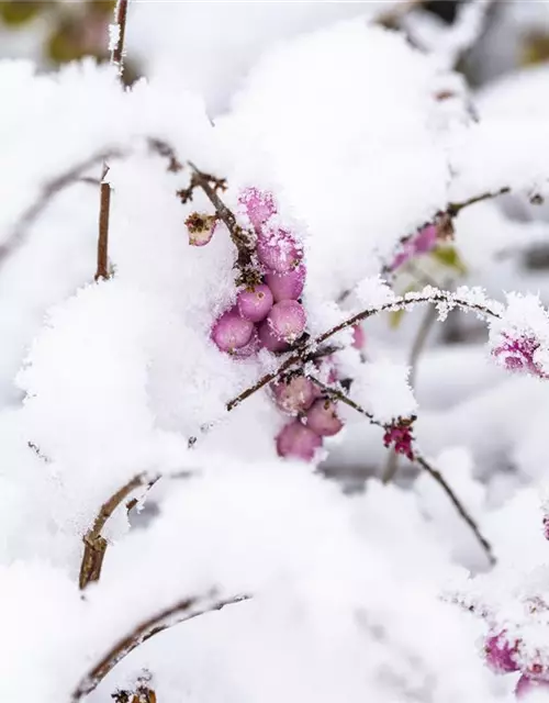 Symphoricarpos x doorenbosii, rosa