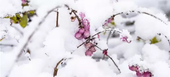 Symphoricarpos x doorenbosii, rosa