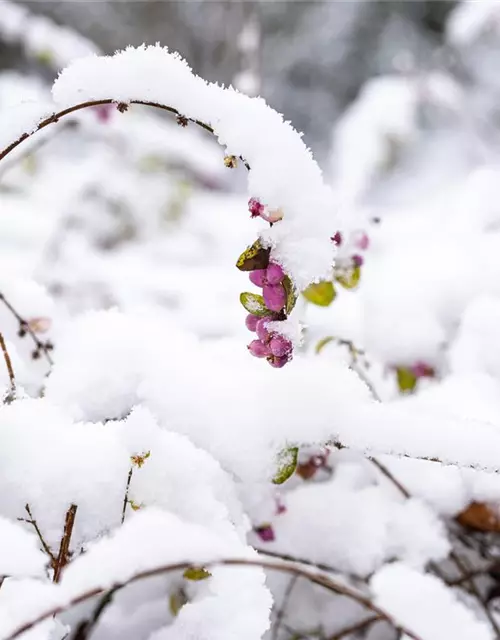 Symphoricarpos x doorenbosii, rosa