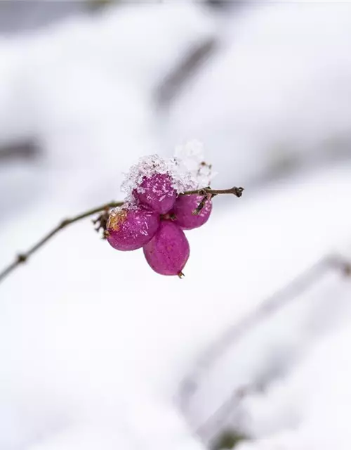 Symphoricarpos x doorenbosii, rosa