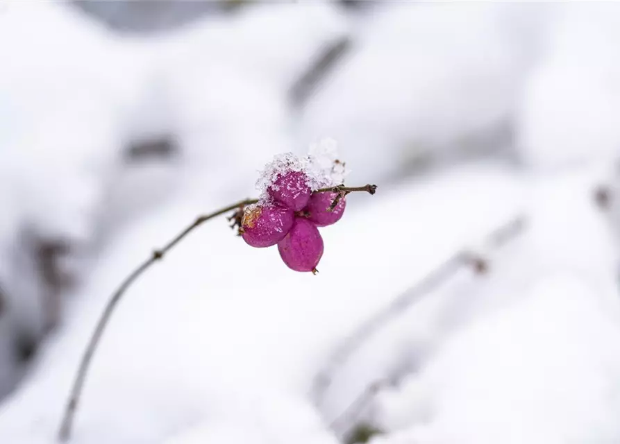 Symphoricarpos x doorenbosii, rosa