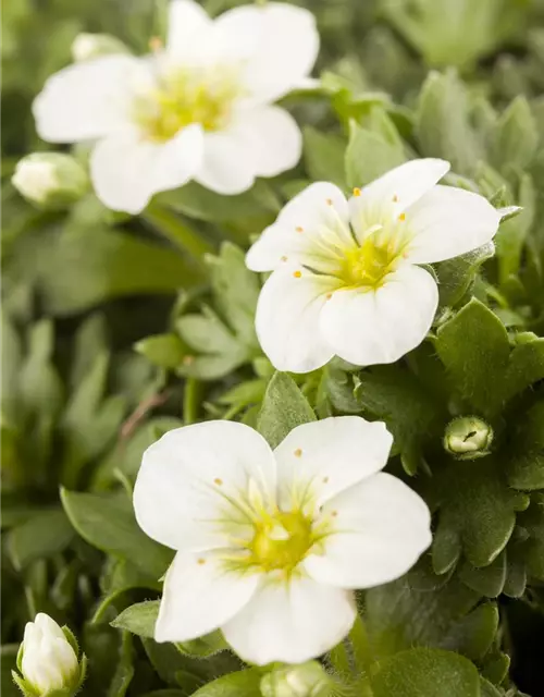 Saxifraga x arendsii