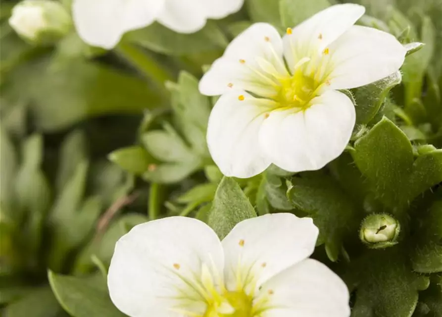 Saxifraga x arendsii