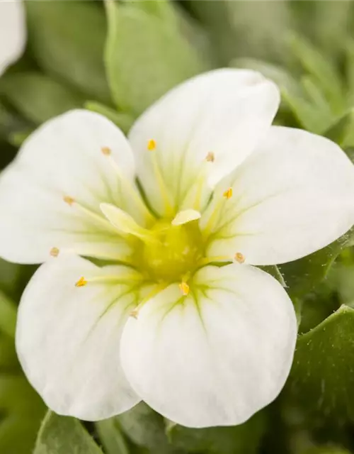 Saxifraga x arendsii