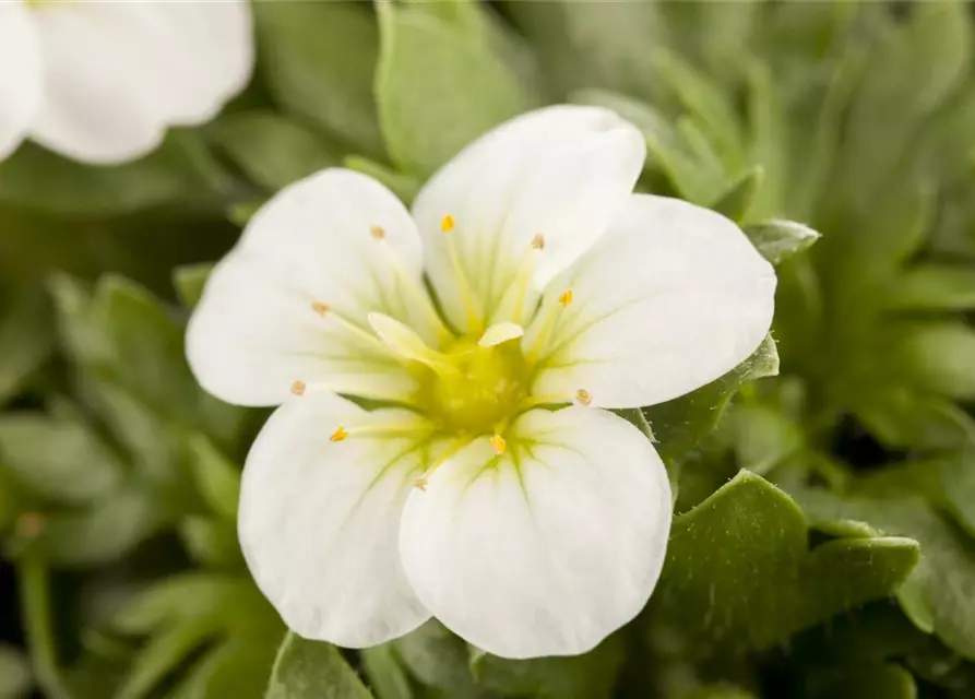 Saxifraga x arendsii