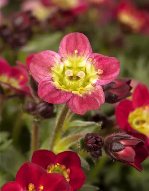 Saxifraga x arendsii