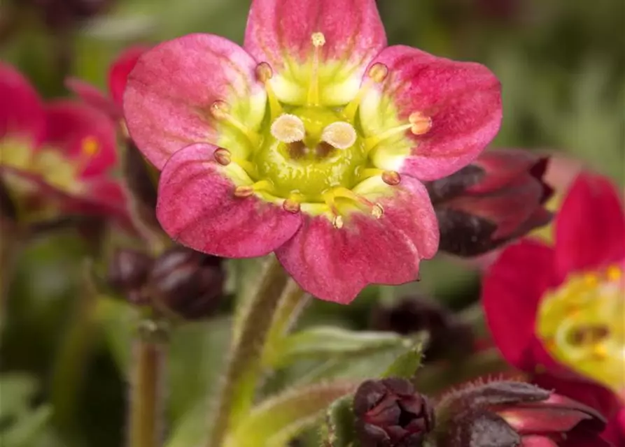 Saxifraga x arendsii