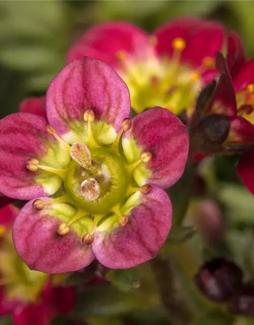 Saxifraga x arendsii