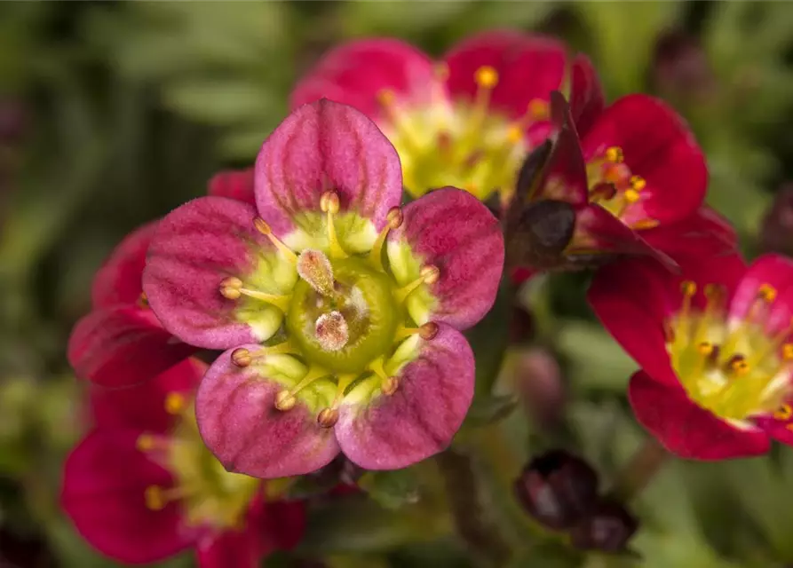 Saxifraga x arendsii