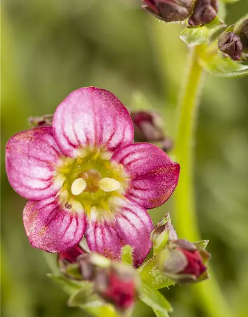 Saxifraga x arendsii