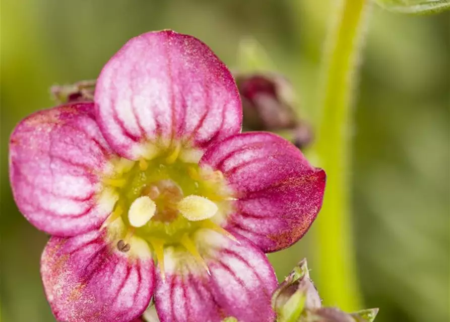 Saxifraga x arendsii