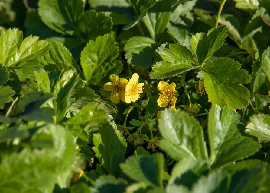 Waldsteinia ternata