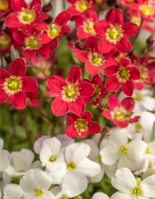 Saxifraga x arendsii, rot