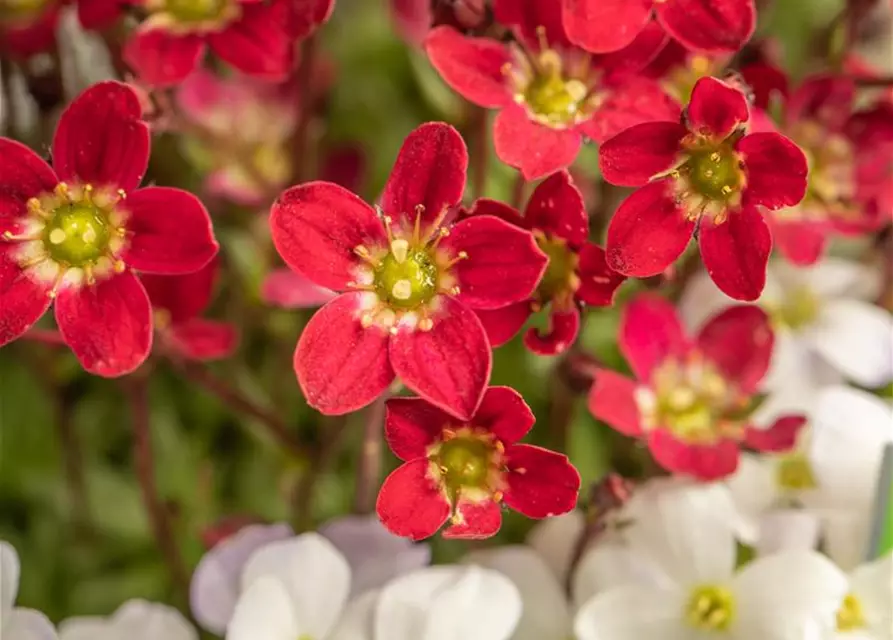 Saxifraga x arendsii, rot