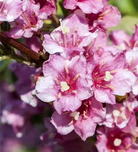 Weigela florida 'Nana Variegata'